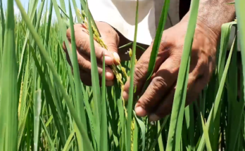Grain extensionists in Contramaestre to strengthen their work this year 1 Grain extensionists in Contramaestre to strengthen their work this year