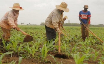 May 17, a victory for Cuban farmers 1 May 17, a victory for Cuban farmers