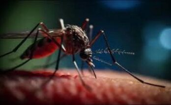 Health authorities warn about the risk of arbovirosis in Contramaestre 1 Health authorities warn about the risk of arbovirosis in Contramaestre
