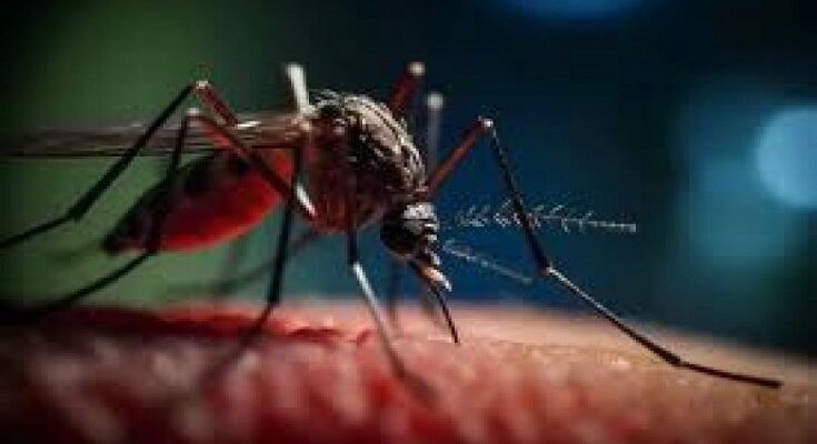 Health authorities warn about the risk of arbovirosis in Contramaestre