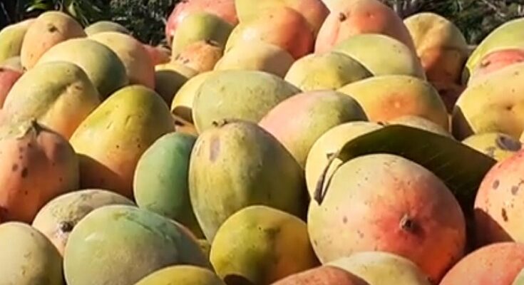 Harvesting and profit of the mango in atypical harvest of Contramaestre 1 Harvesting and profit of the mango in atypical harvest of Contramaestre