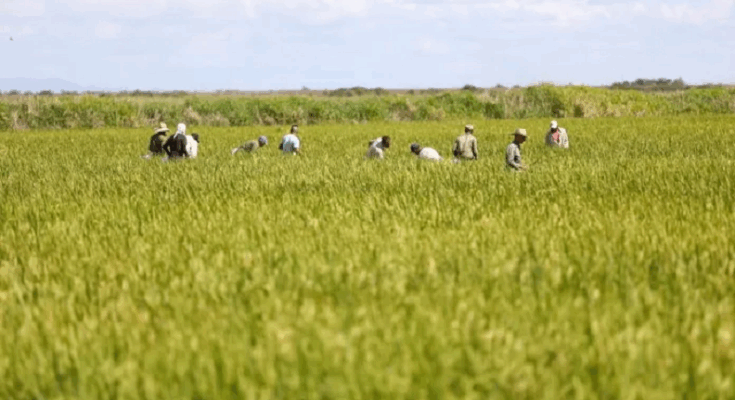 Popular rice program moves forward in Contramaestre