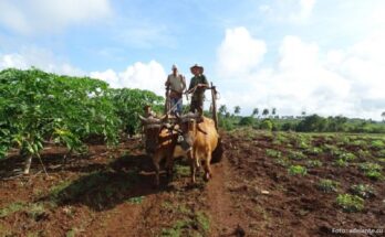 Farmers of Contramaestre prepare for Agroecology Forum 1 Agroecology moves on in Agriculture of Contramaestre