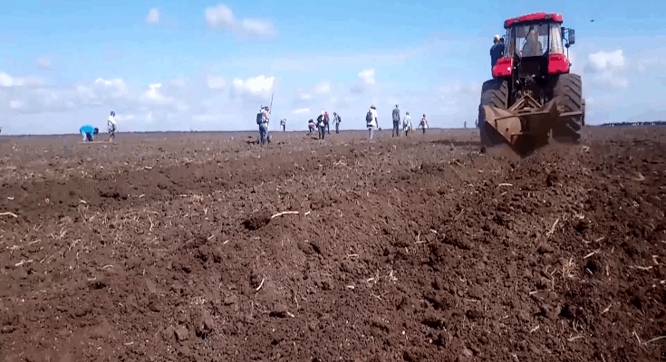 Spring Planting Campaign in Contramaestre Advances Despite Obstacles