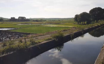 Contramaestre increases rice growing 1 Rice growing areas in Contramaestre grows