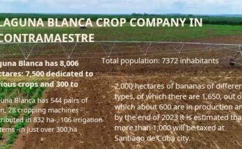 Laguna Blanca still a long way to go in food production 2 Laguna Blanca, crop company inn Contramaestre