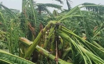 Hurricane Melissa caused lost for more than 10 millions dollars in Contramaestre