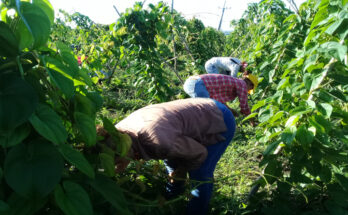 Sindicatos en trabajo voluntario para producir alimentos 6 Sindicatos en trabajo voluntario para producir alimentos