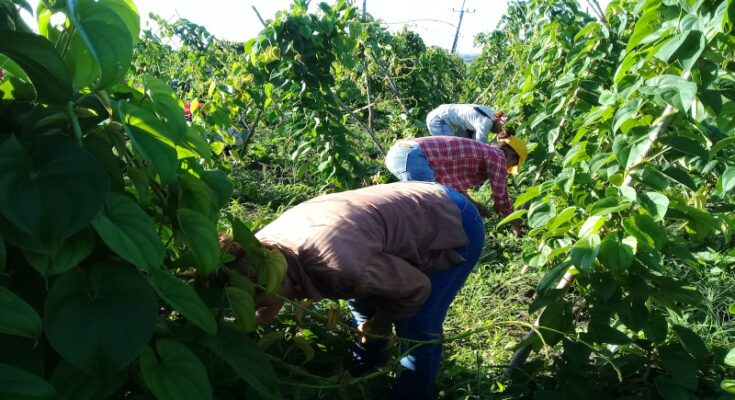 Sindicatos en trabajo voluntario para producir alimentos 1 Sindicatos en trabajo voluntario para producir alimentos