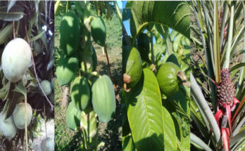 Diversifica líneas frutícolas cooperativa en Contramaestre 1 Diversifica líneas frutícolas cooperativa en Contramaestre