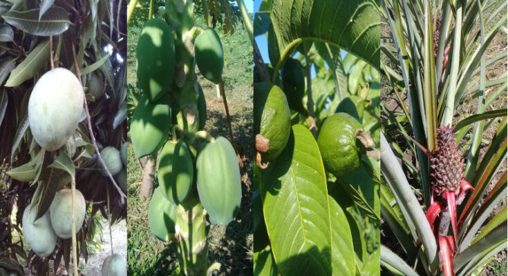 Diversifica líneas frutícolas cooperativa en Contramaestre 1 Diversifica líneas frutícolas cooperativa en Contramaestre