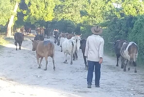 Unidad y creatividad un binomio a favor de la ganadería en Contramaestre