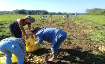 Nuevas acciones para producir alimentos en Contramaestre