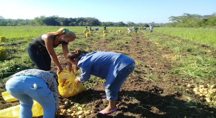 Nuevas acciones para producir alimentos en Contramaestre 1 Nuevas acciones para producir alimentos en Contramaestre