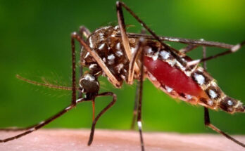 Iniciativa en Contramaestre contra el Aedes Aegypti, transmisor del dengue