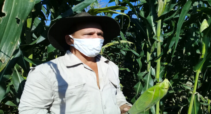 Antes las complejidades agrícolas en Contramaestre firmes en el surco