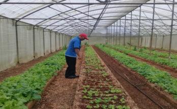 En Contramaestre la agricultura urbana no se detiene 1 Agricultura urbana en la producción de alimentos