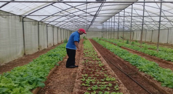 Agricultura urbana en la producción de alimentos