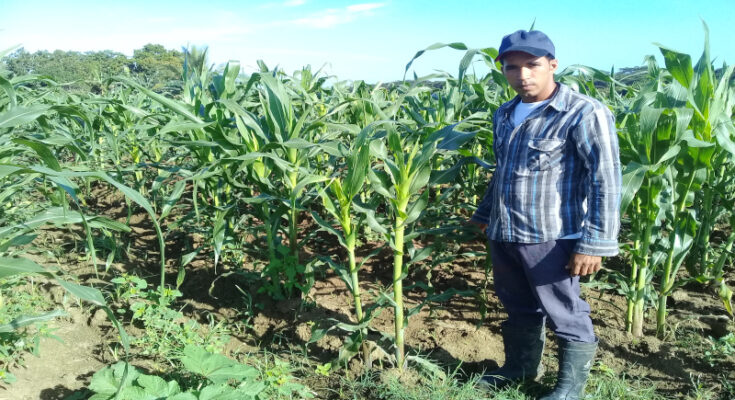 La Finca Rancho Alegre y la producción de alimentos 1 Denier Mora López y la Finca Rancho Alegre y la producción de alimentos