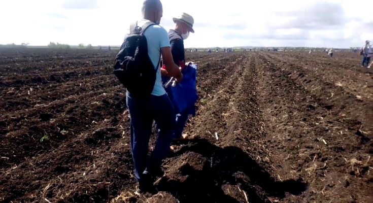 Municipio Contramaestre por mayores aportes a la soberanía alimentaria.