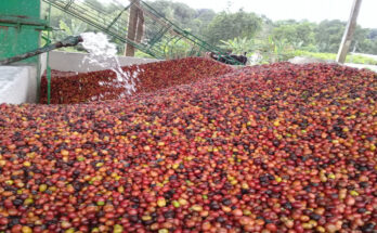 Cafetaleros emplean ciencia y técnica para más producción 9 Cafetaleros emplean ciencia y técnica para más producción