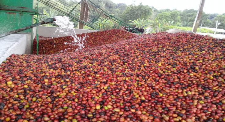 Cafetaleros emplean ciencia y técnica para más producción