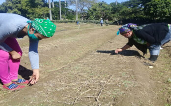 Contramaestre garantizó semilleros para siembra de tabaco 8 Contramaestre garantizó semilleros para siembra de tabaco