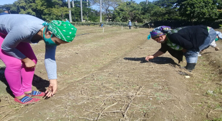 Contramaestre garantizó semilleros para siembra de tabaco