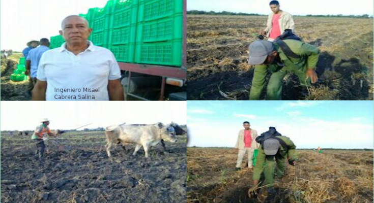 Comprometida empresa de Laguna Blanca en cumplir siembra de cultivos de frío.