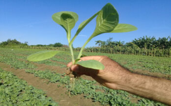 Preparado Contramaestre para la siembra de tabaco 10 Contramaestre listo para la siemra de tabaco