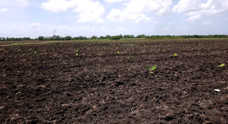 Tierras listas para la siembra