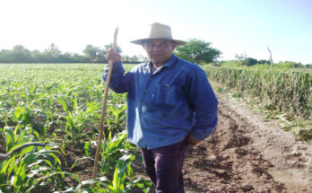 Lista agricultura para la siembra de cultivos de época de frío 1 Siembra cultivos de frio en Laguna Blanca