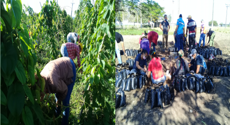 Producción de alimentos en Contramaestre durante el 2024, un período de retos 1 Apoyan sindicatos la producción de alimentos en Contramaestre, así se mejora la economía
