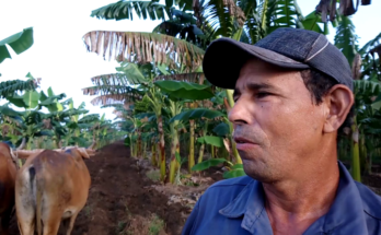 Cultivo intercalado y tracción animal en labores agrícolas de Laguna Blanca