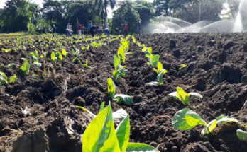 Inició en Contramaestre campaña de siembra de tabaco 2022-2023
