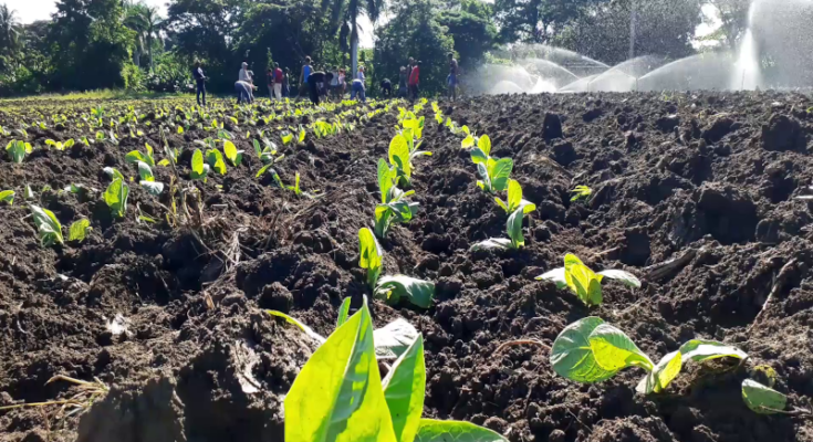 Inició en Contramaestre campaña de siembra de tabaco 2022-2023