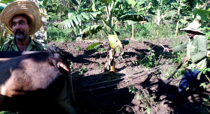 Productor en Contramaestre: trabajo y éxito