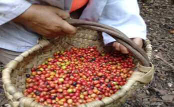 Contramaestre certificará seis cooperativas de café orgánico 2 Empresa agrícola de Contramaestre certificará seis cooperativas de café orgánico