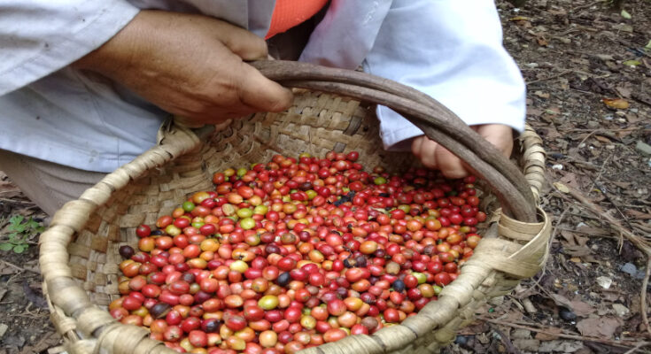 Empresa agrícola de Contramaestre certificará seis cooperativas de café orgánico