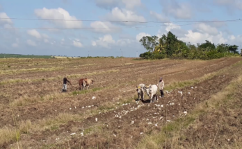 En campaña de siembra de frio UBPC Domingo Portela de Contramaestre