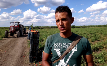 Joven campesino de Contramaestre con superproducción de tomates