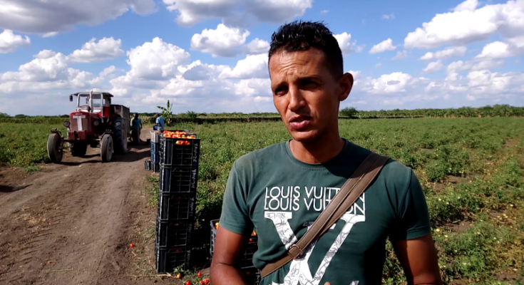 Campesino de Contramaestre sobrecumple producción de tomates (+Video) 1 Joven campesino de Contramaestre con superproducción de tomates