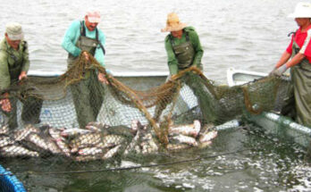 Confidentes de aguas mansas 1 Día de la pesca en Contramaestre, confidentes de aguas dulces