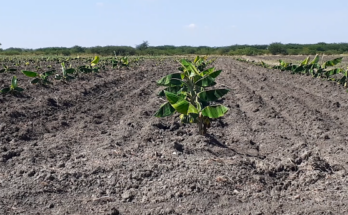 agricultores de Contramaestre se enfrentan a la intensa sequía