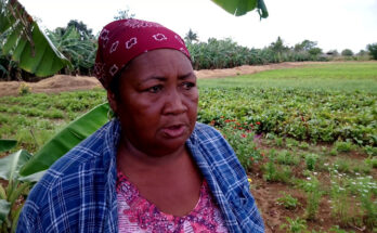 producción de alimentos en Contramaestre