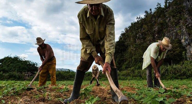 Día del Campesino en Contramaestre y aniversario de la Ley de Reforma Agraria