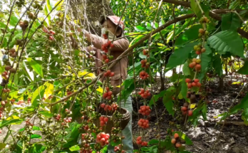 Café de Contramaestre