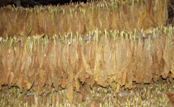 Tabacuba de Contramaestre en Asamblea de Balance