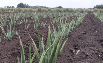 Cultivo de medicina natural en Contramaestre