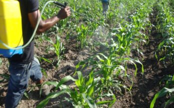 Soberanía alimentaria en Contramaestre